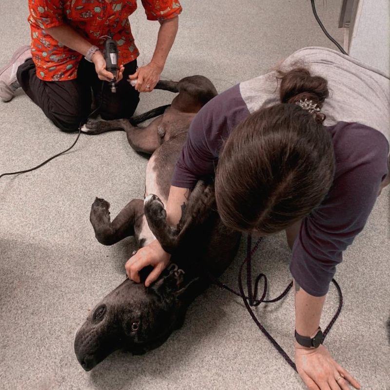 veterinary teams veterinary medicine